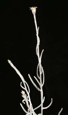 יורינאה טרשית Jurinea staehelinae (DC.) Boiss.
