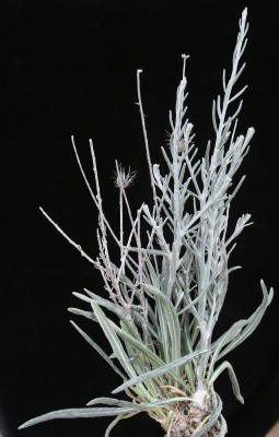 יורינאה טרשית Jurinea staehelinae (DC.) Boiss.