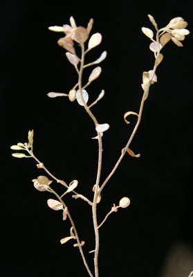אליסון זעיר Alyssum linifolium Steph. ex Willd.