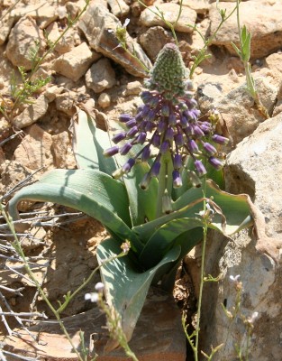 Leopoldia longipes (Boiss.) Losnik.