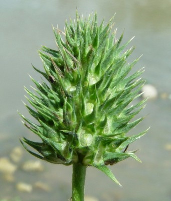 תלתן אלכסנדרוני Trifolium alexandrinum L.