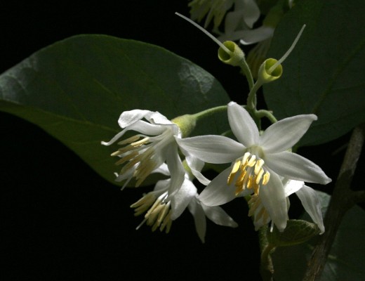 לבנה רפואי Styrax officinalis L.