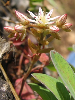 צורית ספרדית Sedum hispanicum L.