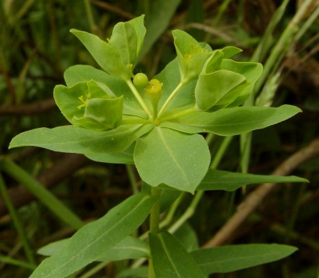 חלבלוב קטן-פרי Euphorbia microsphaera Boiss.
