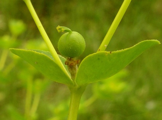 חלבלוב קטן-פרי Euphorbia microsphaera Boiss.