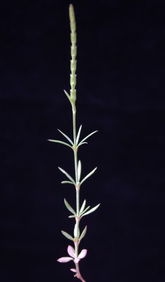 צלבית רחבת-עלים Crucianella latifolia L.