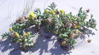 צמחים של רצועת חוף הים התיכון וחולות החוף. העלים על פי רוב בשרניים בפרטים סמוכים לקו החוף.