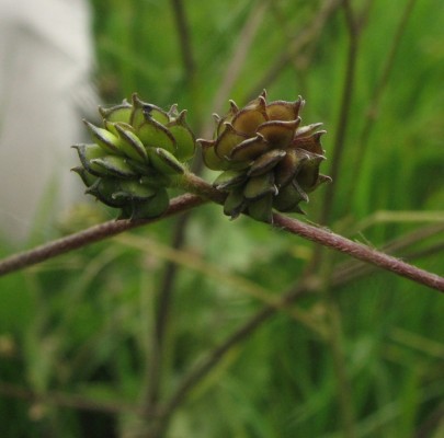 Ranunculus constantinopolitanus (DC.) D’Urv.