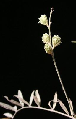 כרבולת קטנה Onobrychis caput-galli (L.) Lam.