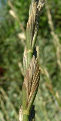 Elytrigia elongata (Host) Nevski