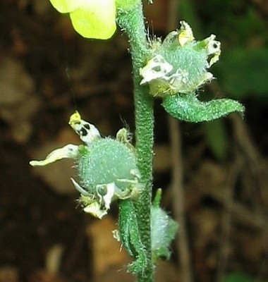 משקפיים שעירים Fibigia eriocarpa (DC.) Boiss.