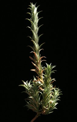 צלבית קרומית Crucianella membranacea Boiss.