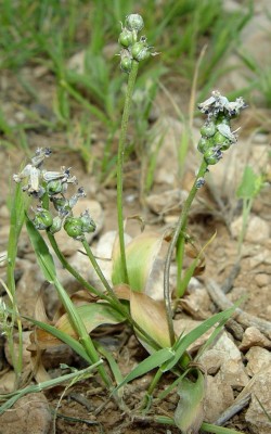 Hyacinthella nervosa (Bertol.) Chouard