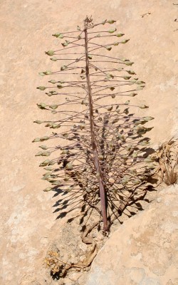 Leopoldia longipes (Boiss.) Losnik.