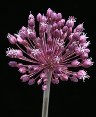 שום גבוה Allium ampeloprasum L.