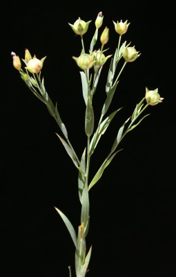 Linum usitatissimum L.