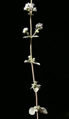 אזוב מצוי Origanum syriacum L.