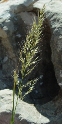 שילשון מצהיב Trisetum flavescens (L.) P. Beauv.