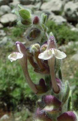קערורית נאדית Scutellaria utriculata Labill.