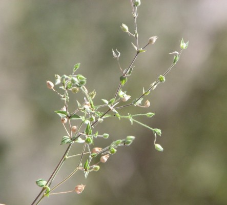 ארנריה חרמונית Arenaria cassia Boiss.