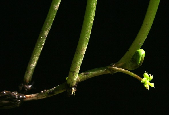 Hydrocotyle ranunculoides L.f.