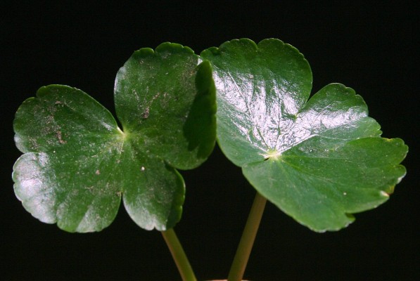 Hydrocotyle ranunculoides L.f.
