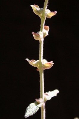 קערורית שיחנית Scutellaria tomentosa Bertol.