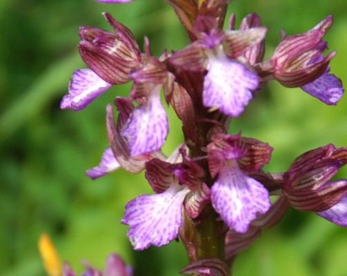 Anacamptis papilionacea (L.) R.M.Bateman, Pridgeon & M.W.Chase