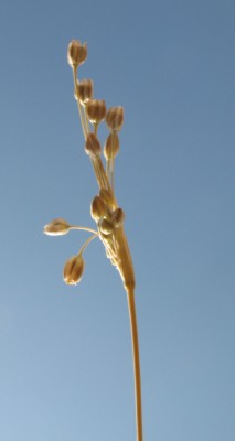 שום קולמן Allium kollmannianum Brullo, Pavone & Salmeri