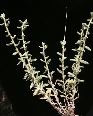 כתלה חריפה Chiliadenus iphionoides (Boiss. & Blanche) Brullo
