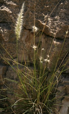 זיף-נוצה מחוספס Pennisetum orientale L.Rich.