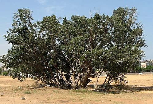 Ficus sycomorus L.