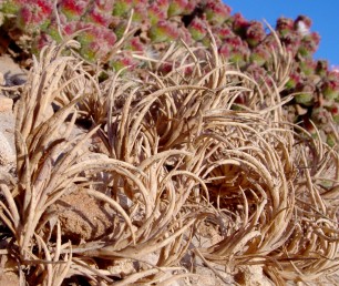עשב חד-שנתי. השיבולים עבות יותר מהשיבולום של ד. קשתני, כפופות באופן ברור. גדלים בקרקע חולית באזור הרסס של חוף הים.