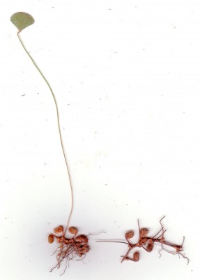 מרסיליה זעירה Marsilea minuta L.