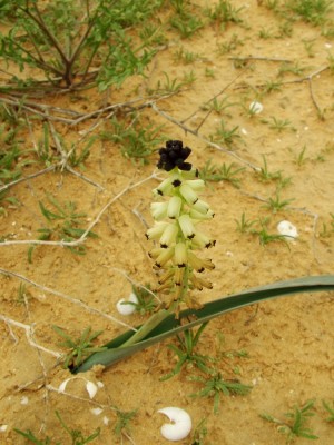 Leopoldia eburnea Eig & Feinbrun