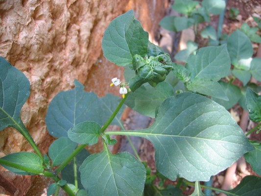 סולנום שחור Solanum nigrum L.