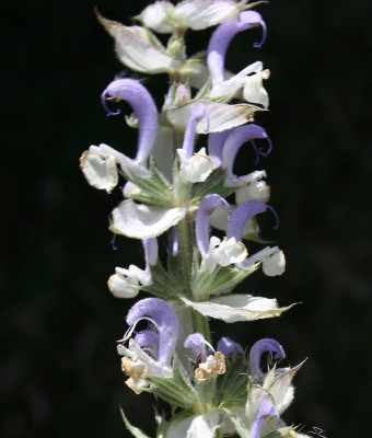 מרווה מרושתת Salvia sclarea L.