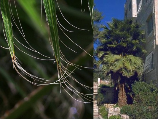 fig.8: Washingtonia is a planted American palm, self-propagating in Israel. There are white fibers at the leaf edges.