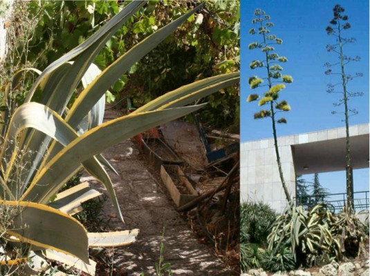 fig. 14: Agave is a common Israeli ornamental plant. A variegated variety is often grown.