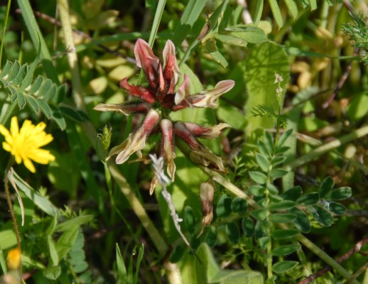 קדד בירותי Astragalus berytheus Boiss. & Blanche