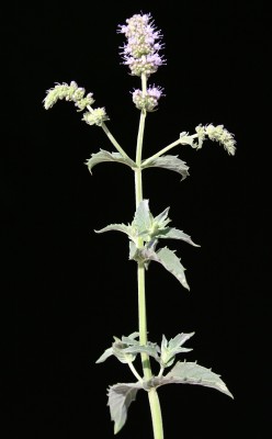 Mentha longifolia L.