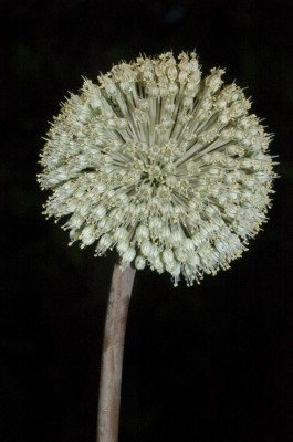 שום גבוה Allium ampeloprasum L.