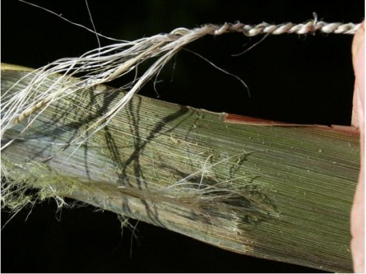A large number of fine, strong fibers may be obtained after scraping the hard tissue from the leaf surface.
