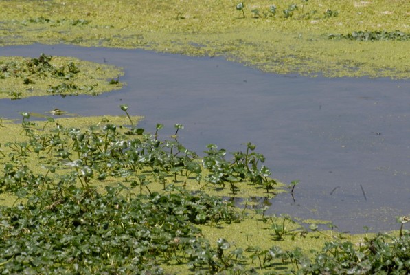Hydrocotyle ranunculoides L.f.