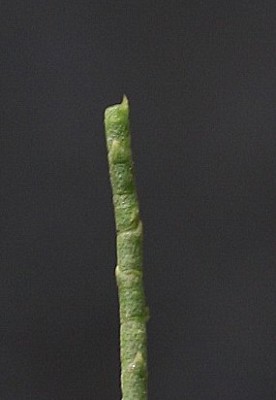 אשל הפרקים Tamarix aphylla (L.) Karsten