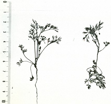 כרפסית עדינה Ciclospermum leptophyllum (Pers.) Sprague