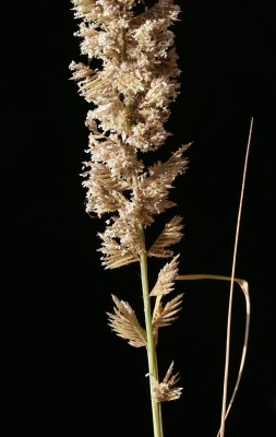 חילף החולות Desmostachya bipinnata (L.) Stapf