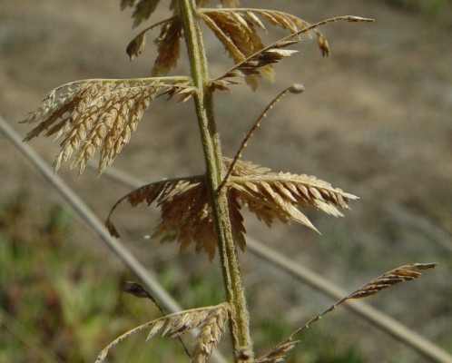 Desmostachya bipinnata (L.) Stapf