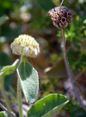 שלהבית צהובת-עלים Phlomis chrysophylla Boiss.