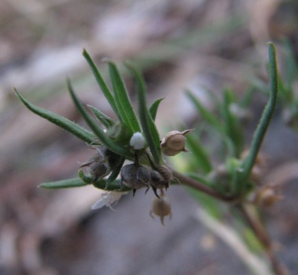 אולדנית הכף Oldenlandia capensis L.f.